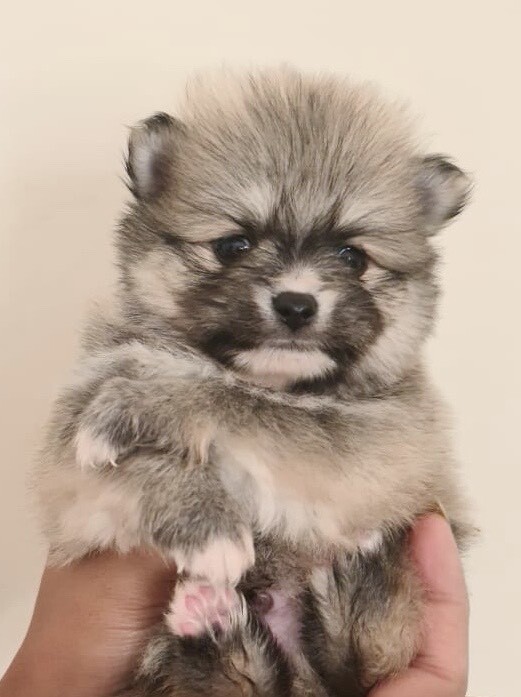 wolf puppies for sale gumtree